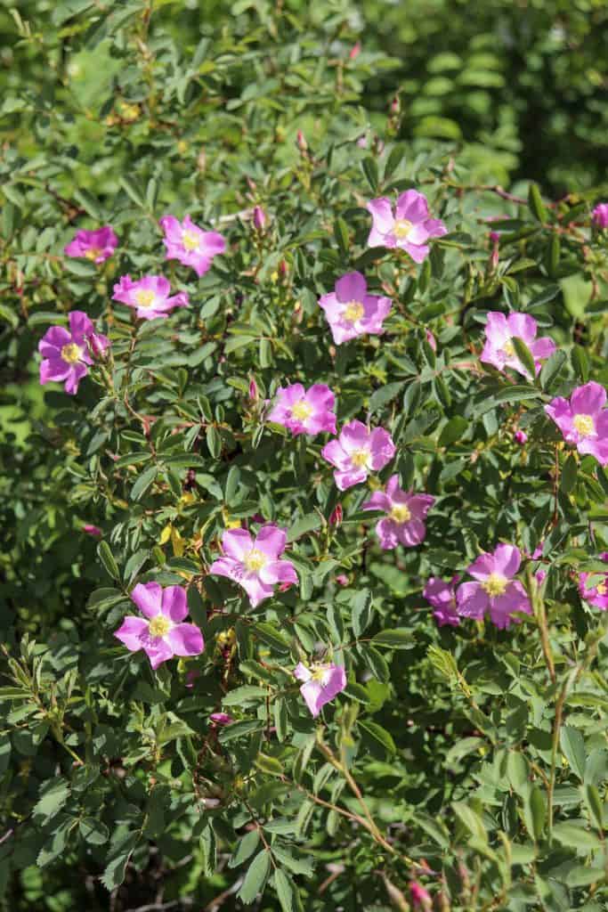 a bush of Canadian wild roses- Dash of Sparkle June 2019
