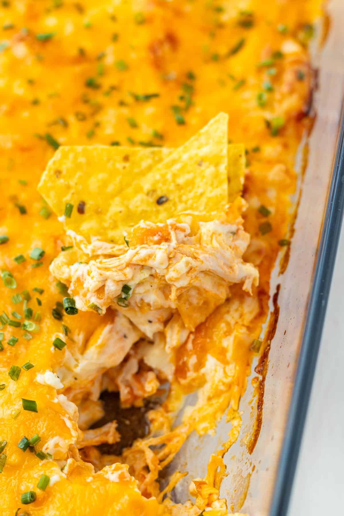 Two tortilla chips dipped into the creamy baked buffalo chicken dip.